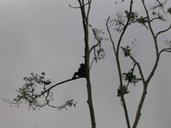 Chimpanzé à l'arbre: cliquer pour aggrandir