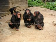 Chimpanzé dans le parc: cliquer pour aggrandir