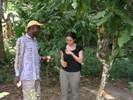 Dégustation des fèves de cacao: cliquer pour aggrandir