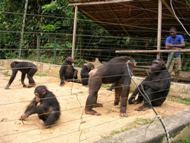 Famille des chimpanzés: cliquer pour aggrandir