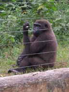 Gorille au parc: cliquer pour aggrandir