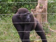 Gorille au parc 1: cliquer pour aggrandir